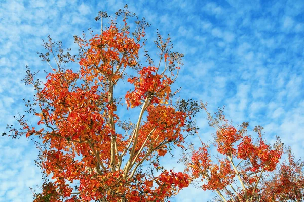 Napos Őszi Nap Lagerstroemia Crepe Myrtle Fák Élénk Vörös Levelek — Stock Fotó