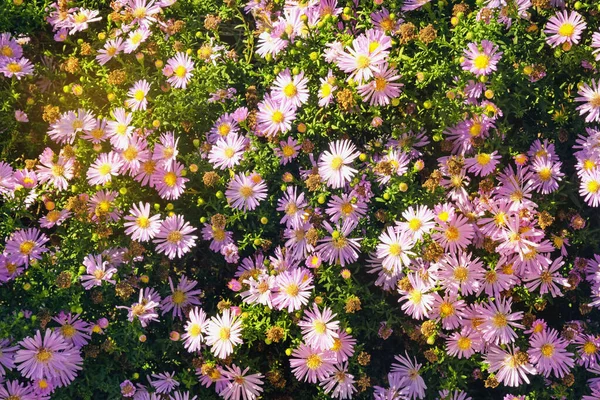 秋天的花花园中的蒲公英花序 — 图库照片