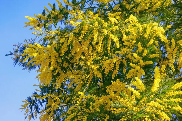 Gałęzie Drzewa Acacia Dealbata Jasnożółtymi Kwiatami Przeciwko Błękitnemu Niebu Słoneczny — Zdjęcie stockowe