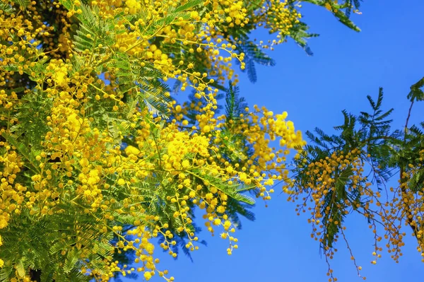 Wiosenne Kwiaty Gałęzie Drzewa Acacia Dealbata Jasnożółtymi Kwiatami Przeciwko Błękitnemu — Zdjęcie stockowe