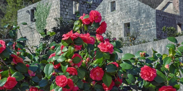 Wiosenne Kwiaty Camellii Piękny Krzak Camellia Zielonymi Liśćmi Czerwonymi Kwiatami — Zdjęcie stockowe