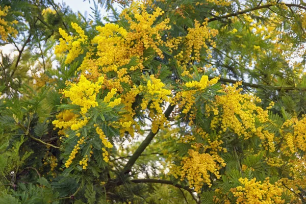 Wiosenne Kwiaty Gałęzie Drzewa Acacia Dealbata Jasnożółtymi Kwiatami — Zdjęcie stockowe