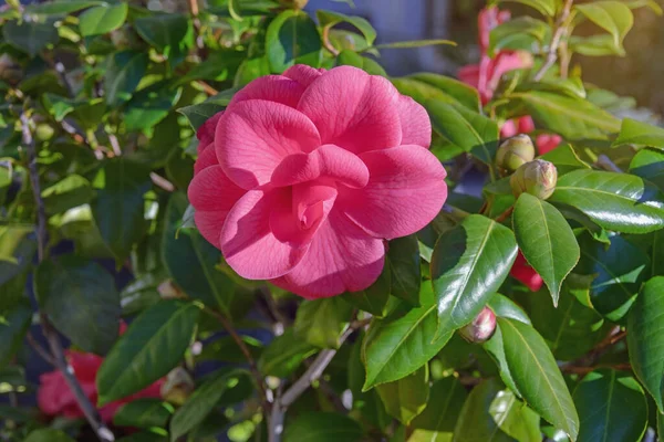 Wiosenne Kwiaty Camellia Kwitnie Ogrodzie Słoneczny Wiosenny Dzień — Zdjęcie stockowe