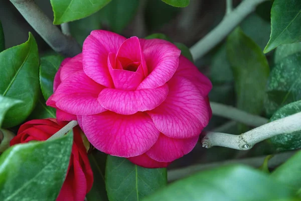 Wiosną Piękny Kwiat Camellia Ogrodzie — Zdjęcie stockowe