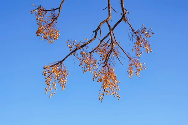 Осень Ветвь Китайского Дерева Melia Azedarach Желтыми Кластерами Фруктов Против — стоковое фото