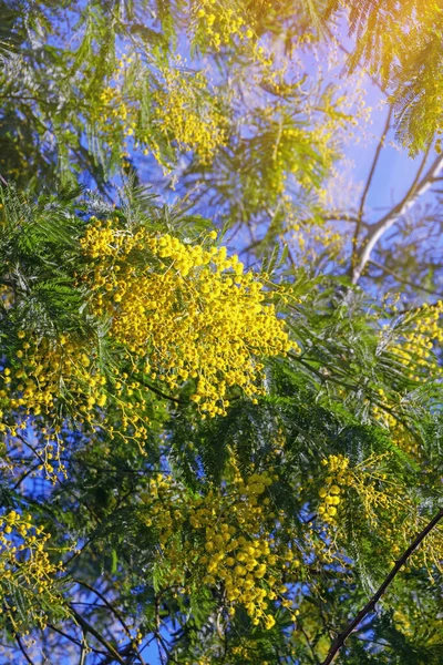 Сонячні Весняні Квіти Гілки Акації Діють Дерево Мімоза Яскраво Жовтими — стокове фото