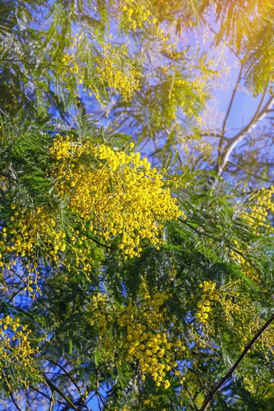 Słoneczne Wiosenne Kwiaty Gałęzie Drzewa Acacia Dealbata Mimosa Jasnożółtymi Kwiatami — Zdjęcie stockowe