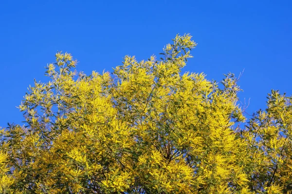 春の花 晴れた春の日に青空に対して鮮やかな黄色の花を持つアカシアのディールバータの木の枝 テキストのスペース — ストック写真