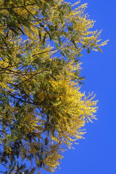 Voorjaarsbloemen Takken Van Acacia Dealbata Boom Mimosa Met Felgele Bloemen — Stockfoto