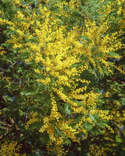 Słoneczne Wiosenne Kwiaty Gałęzie Drzewa Acacia Dealbata Mimosa Jasnożółtymi Kwiatami — Zdjęcie stockowe