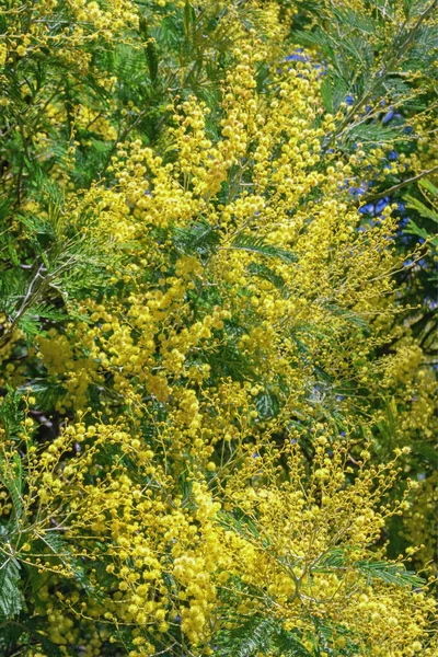 Ramos Acacia Dealbata Árvore Mimosa Com Flores Amarelas Brilhantes Fundo — Fotografia de Stock