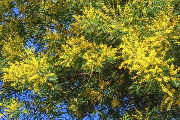 Napfényes Tavaszi Virágok Akác Dealbata Mimóza Faágak Élénk Sárga Virággal — Stock Fotó