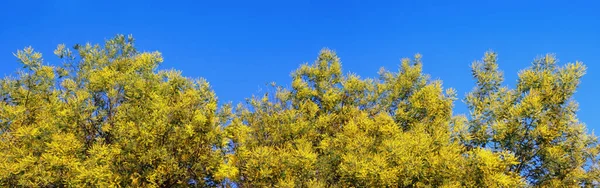 Acacia Dealbata Arbres Mimosa Fleurs Fleurs Jaune Vif Contre Ciel — Photo