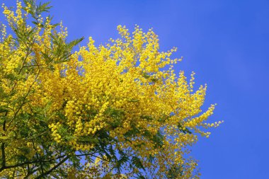 Acacia 'nın dalları, güneşli bahar gününde gökyüzüne karşı parlak sarı çiçekli bir ağaç satar. Metin için boşluk