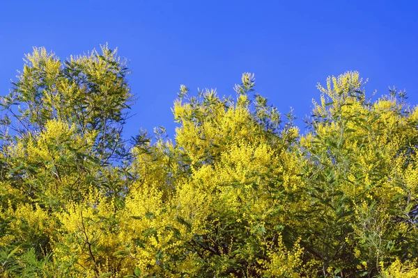 Flores Soleadas Primavera Ramas Árbol Acacia Dealbata Con Flores Color — Foto de Stock