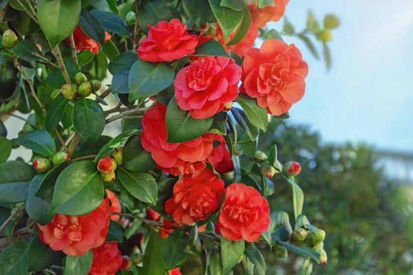Wiosenne Kwiaty Piękny Krzak Kamelii Czerwonymi Kwiatami Zielonymi Liśćmi — Zdjęcie stockowe