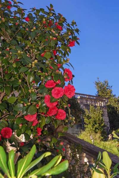 Ανοιξιάτικα Λουλούδια Όμορφος Θάμνος Καμέλιας Κόκκινα Λουλούδια Και Πράσινα Φύλλα — Φωτογραφία Αρχείου