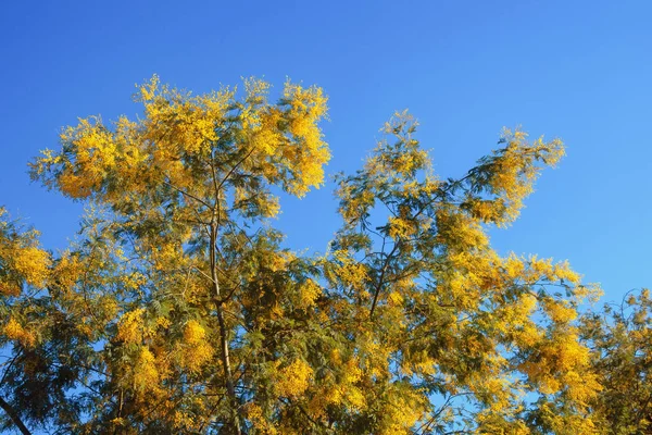 Весной Ветви Дерева Acacia Dealbata Ярко Желтыми Цветами Против Голубого — стоковое фото
