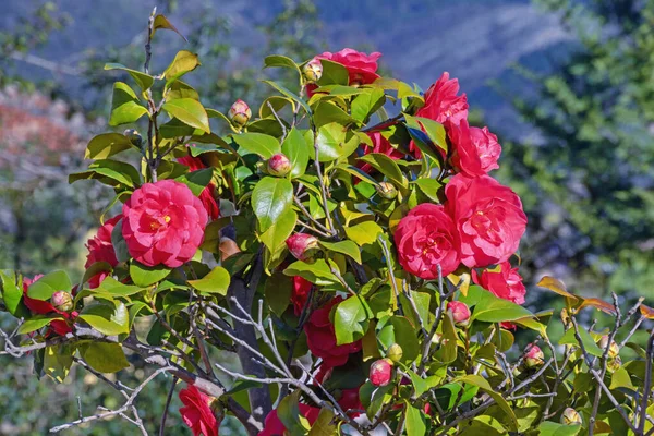 Wiosenne Kwiaty Piękny Krzak Kamelii Czerwonymi Kwiatami Zielonymi Liśćmi Ogrodzie — Zdjęcie stockowe
