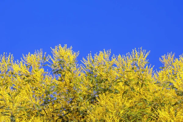 Kék Sárga Színek Ukrán Zászló Élénk Sárga Virágok Akác Dealbata — Stock Fotó