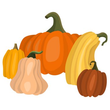 Bunch of colorful pumpkins. Autumn illustration for Halloween theme. Vector harvest of vegetables for children's books and cards