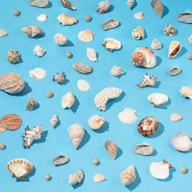Açık mavi zemin üzerinde düzgün düzenlenmiş farklı deniz kabuklarından oluşan yaratıcı desen. Sanatsal estetik.