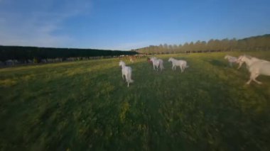 FPV İHA ile Atların etrafında uçmak