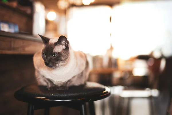 Siamesische Katze Entspannt Und Hockt Auf Einem Hocker Häuslichen Umfeld — Stockfoto