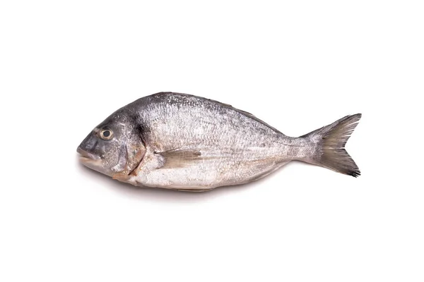 Čerstvé Ryby Mořské Řasy Bílém Pozadí — Stock fotografie