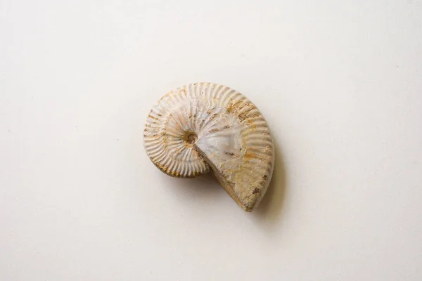 Ammonite Dactylioceras Fossiles Période Jurassique Avec Fossilisation Coquille Nacrée — Photo