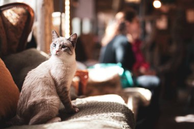 Kedi evcil ortamda kanepede oturuyor, etrafa bakıyor.