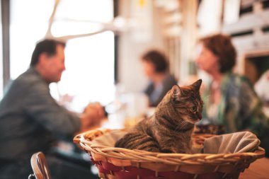 Kedi masada bir sepetin içinde dinlenirken, arka planda insanlar birbirleriyle konuşuyorlar.