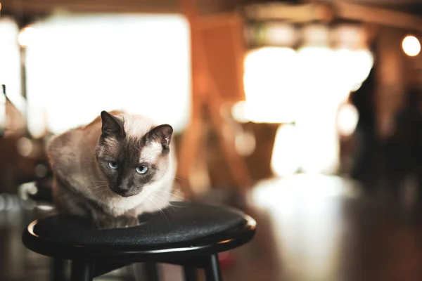 Siamese Cat Relaxed Crouching Stool Domestic Setting — Stock Photo, Image