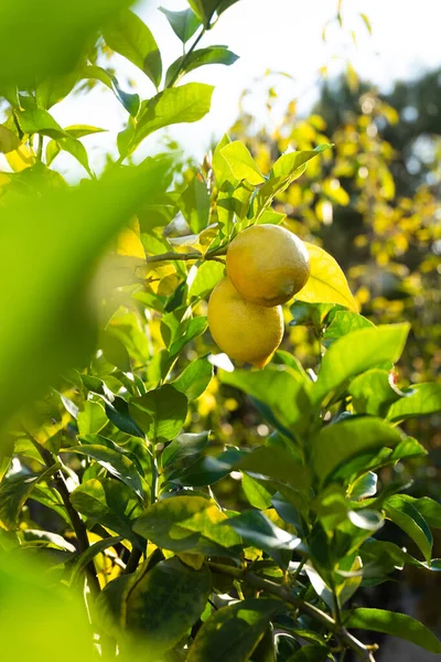 Лимонне Дерево Лимонами Сонячний Промінь Гілці Лимонів Сад Лимонним Деревом — стокове фото