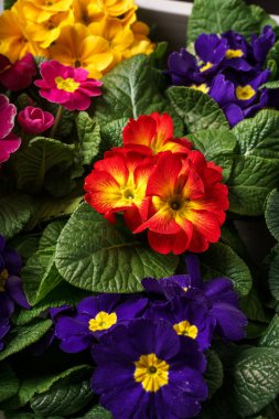 Siklamen çiçek saksıları hakkında detay