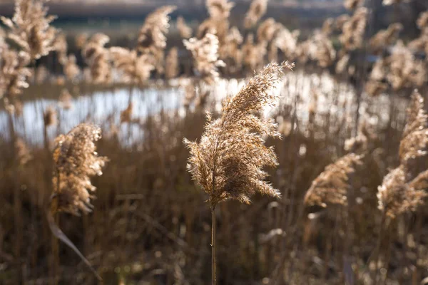 Calamagrostis epigejos, arka plandaki bataklık bitkisinin ayrıntıları.