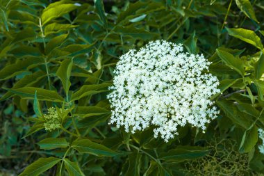 Mürver çiçekli çalılar. Küçük beyaz çiçekler. Sambucus