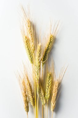 beyaz zemin üzerine buğday Başak