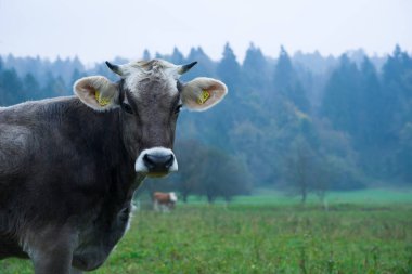 İtalya 'nın Friuli dağlarında otlayan inek.