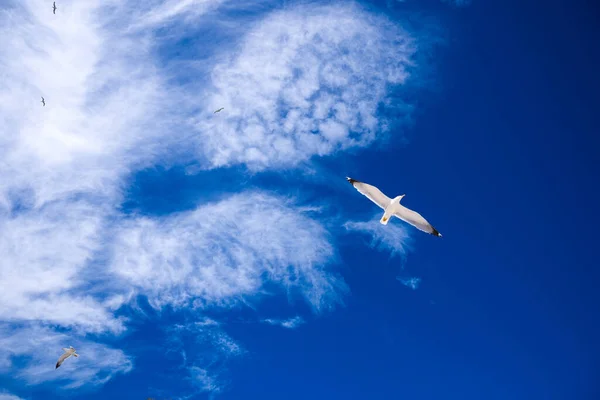 Las Gaviotas Vuelan Alto Cielo Azul Pájaros Blancos Sobre Fondo — Foto de Stock
