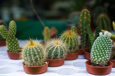 Dükkanda küçük sulu tencereler sergileniyor.