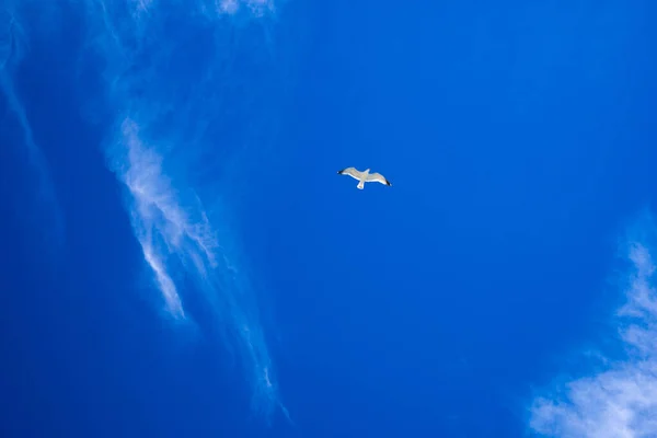 Möwe Fliegt Hoch Den Blauen Himmel Weißer Vogel Auf Blauem — Stockfoto