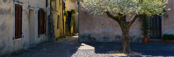 路地やオリーブの木がある典型的なイタリアの田園風景 — ストック写真