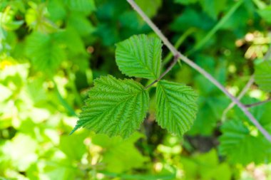 Tarlanın çalılıklarında ısırgan otu yaprağının ayrıntıları