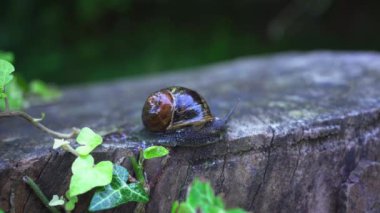 Salyangoz bahçede bir ağaç gövdesinin üzerinden geçiyor.