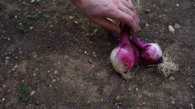 Çiftçi tarım tarlasında Tropea soğanı topluyor. Calabria bölgesindeki Tropea ülkesinin tipik soğanları