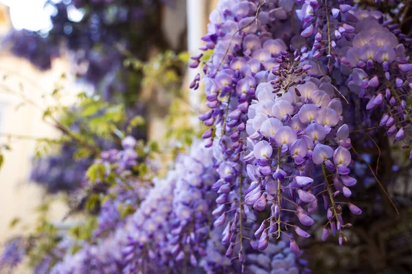 detail of bunch of wisteria flowers. Blooming wisteria