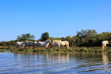 Beyaz Camargue atları suyun yanında. Isonzo 'nun Ağzı, Cona Adası, Monfalcone, İtalya