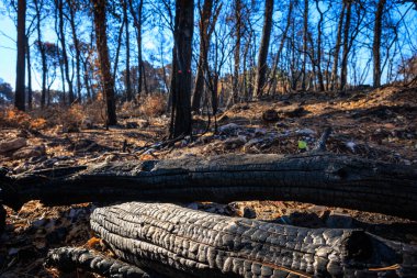 remains of the burnt forest