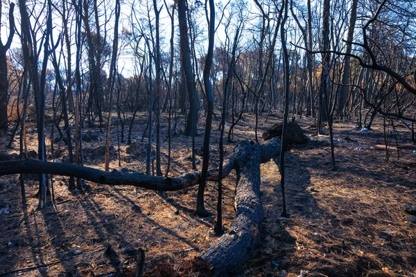 remains of the burnt forest